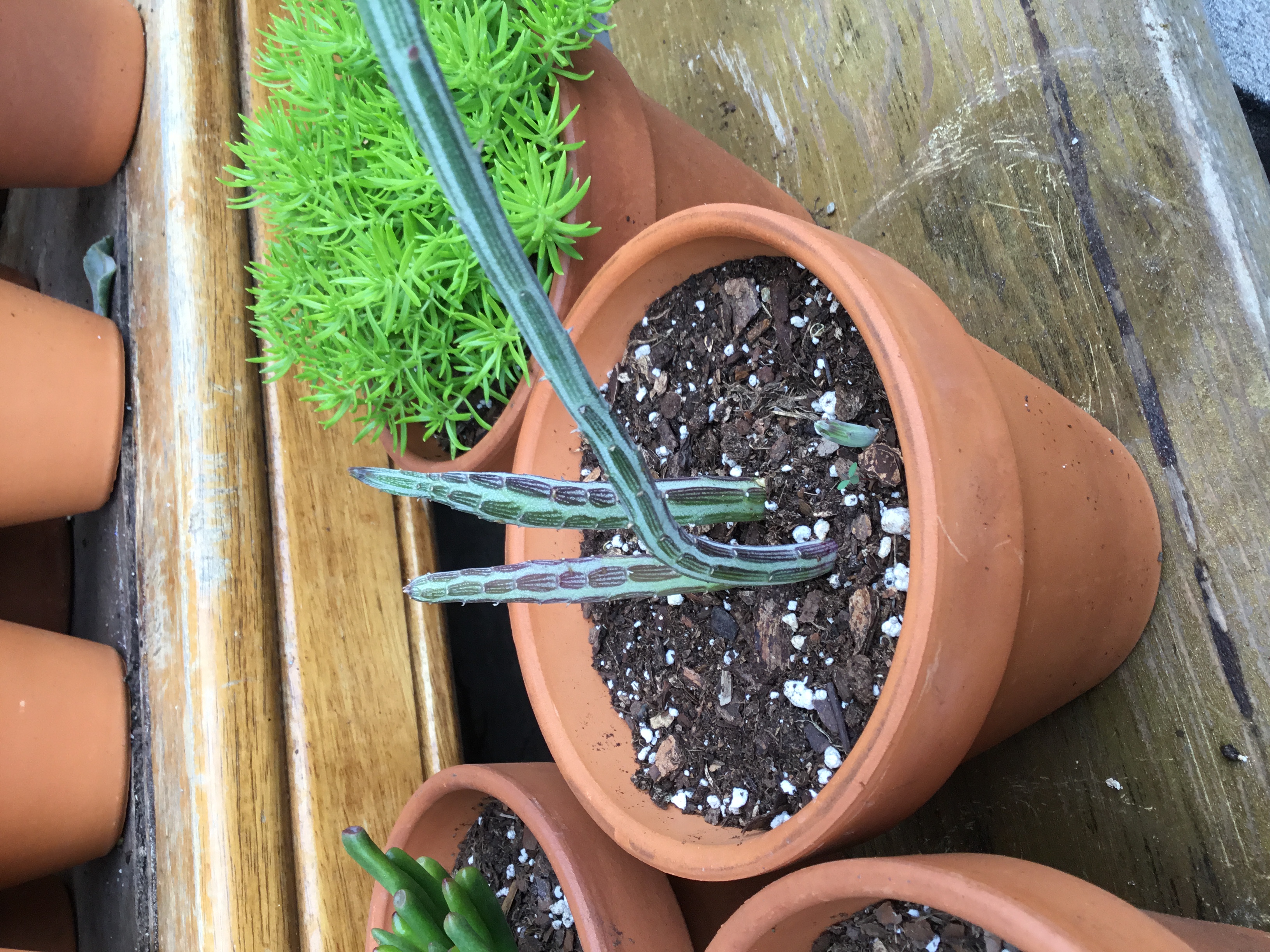 Senecio stapeliiformis Pickle Plant.jpg